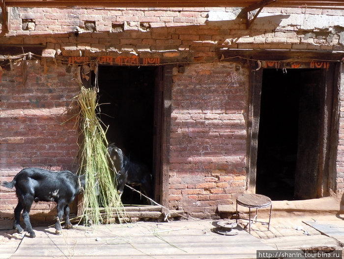 На привязи у двери Бхактапур, Непал
