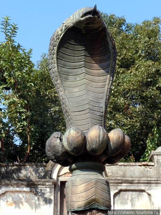 Священная кобра Бхактапур, Непал