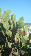 Плодоносящие кактусы на холме Шато
