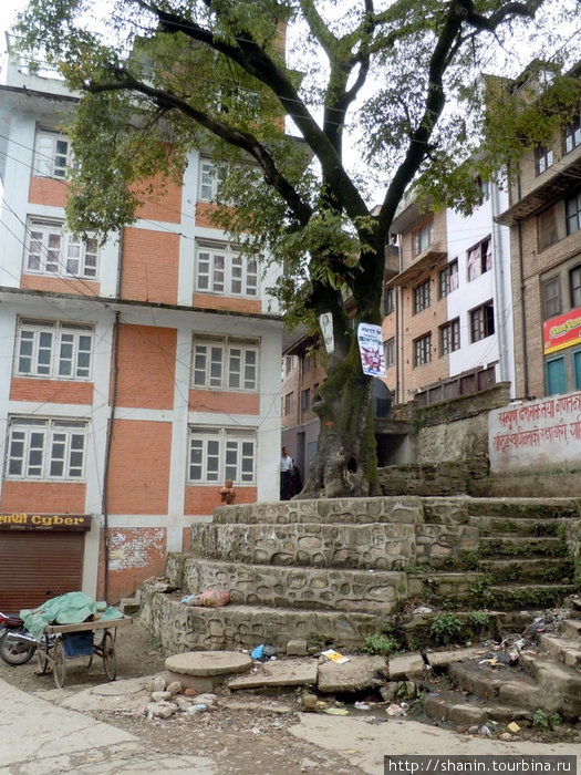 Священное дерево в окружении домов Киртипур, Непал