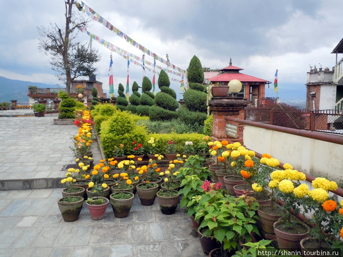 Цветник Киртипур, Непал