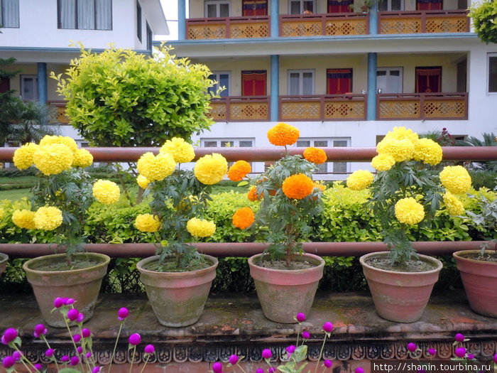 Цветы в горшках Киртипур, Непал