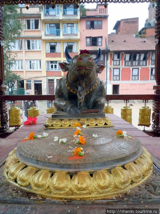 Священная корова Патан (Лалитпур), Непал