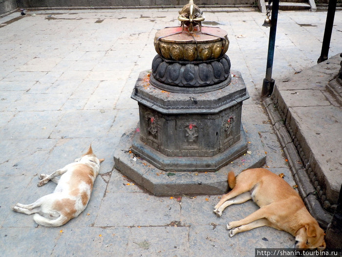 Собаки во дворе храма Киртипур, Непал