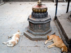 Собаки во дворе храма