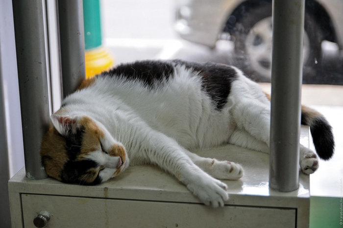 В одном из них мы позавидовали местной кошаре, которая сладко спала у окна. Мы даже с опаской за животное поинтересовались у тайки-хранителя салона фотогаджетов: жив ли кот вообще? Остров Пхукет, Таиланд