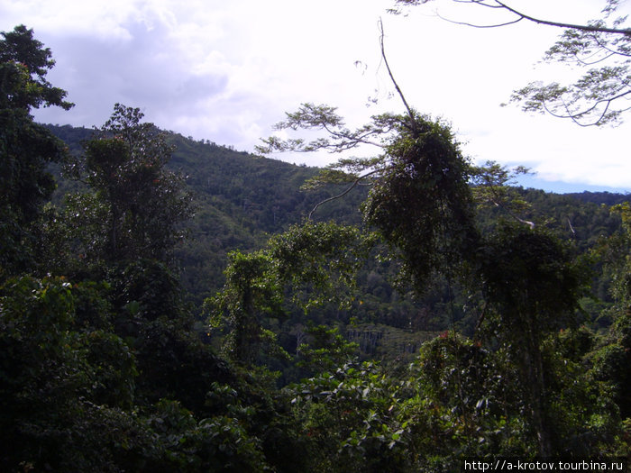 Город Набире окружают джунгли Маноквари, Индонезия