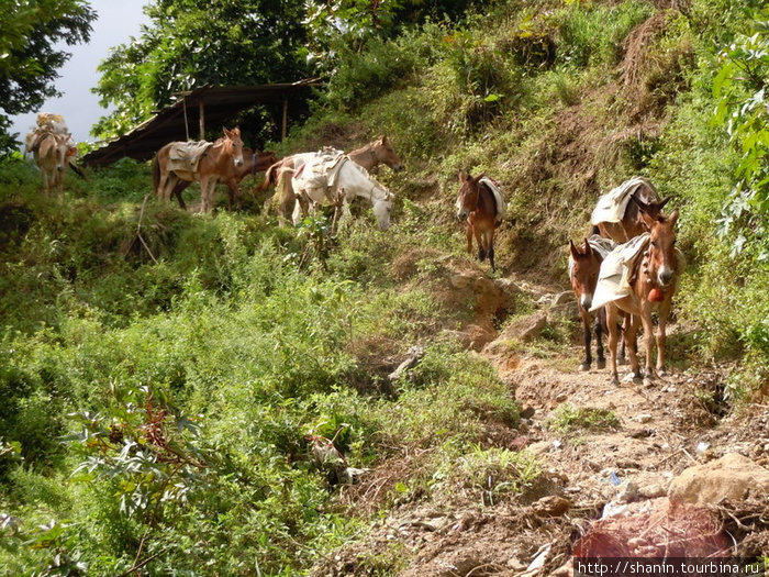 В горах мулы заменяют грузовики Непал