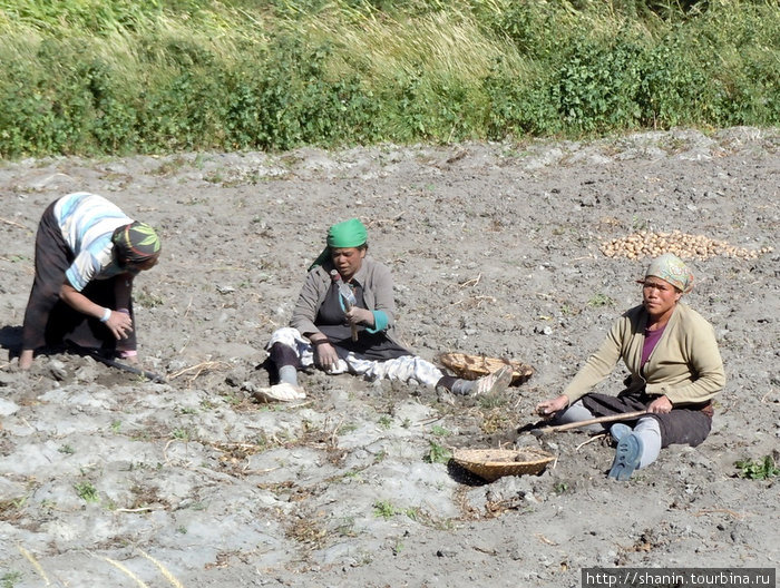 На уборке картошки у Кагбени Непал