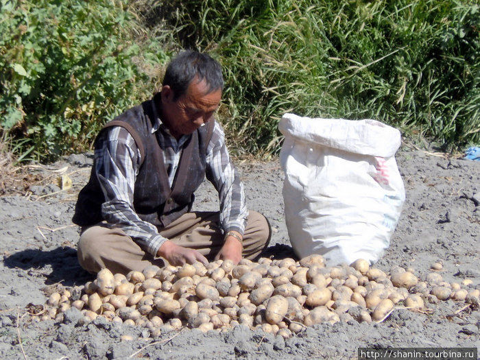 Как будто первый раз увидел сразу так много картошки Непал
