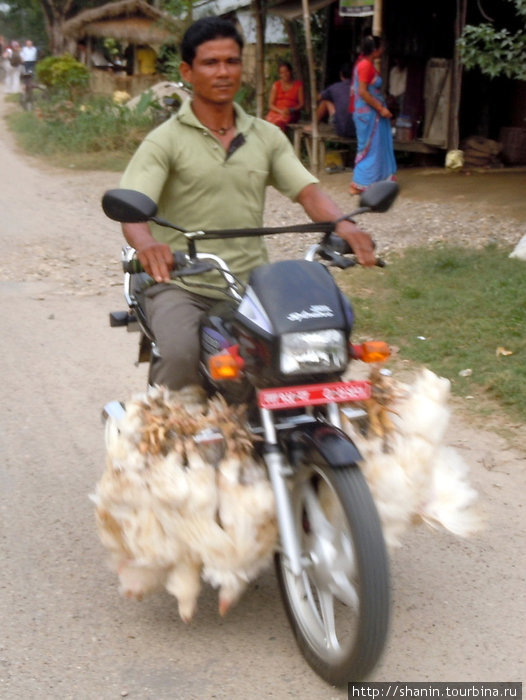 Мотоциклист с курами Непал