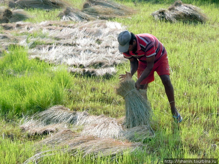 Ручная уборка риса Непал