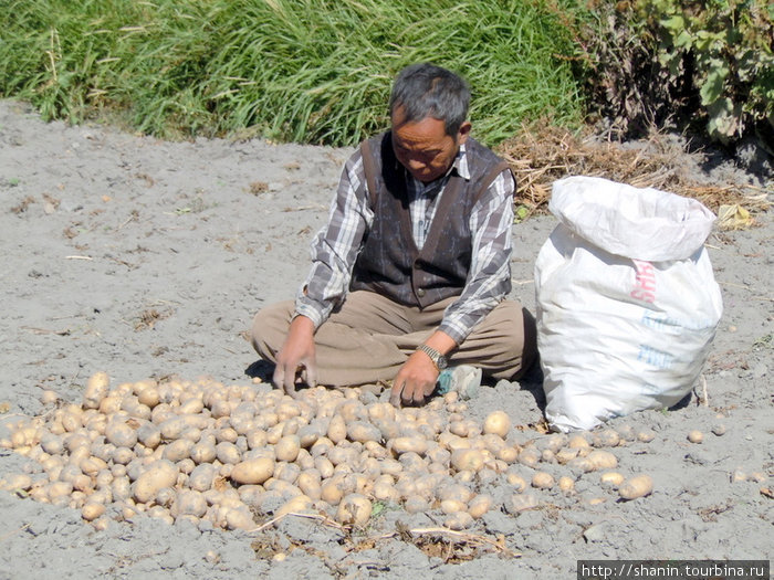 Уборка картошки Непал
