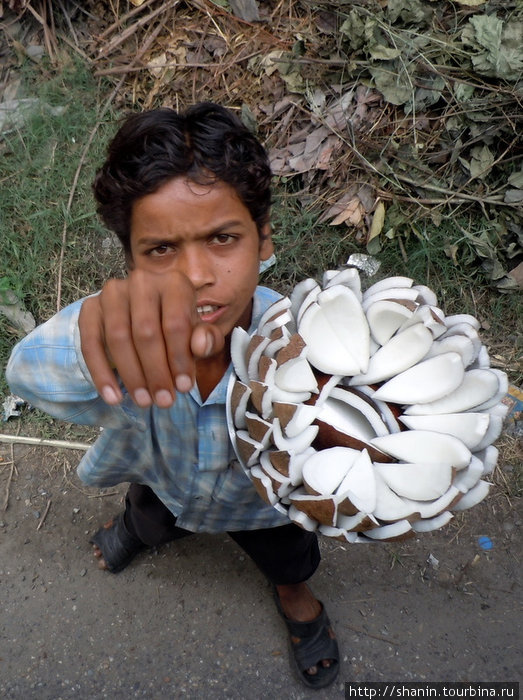 Торговец кокосом Непал