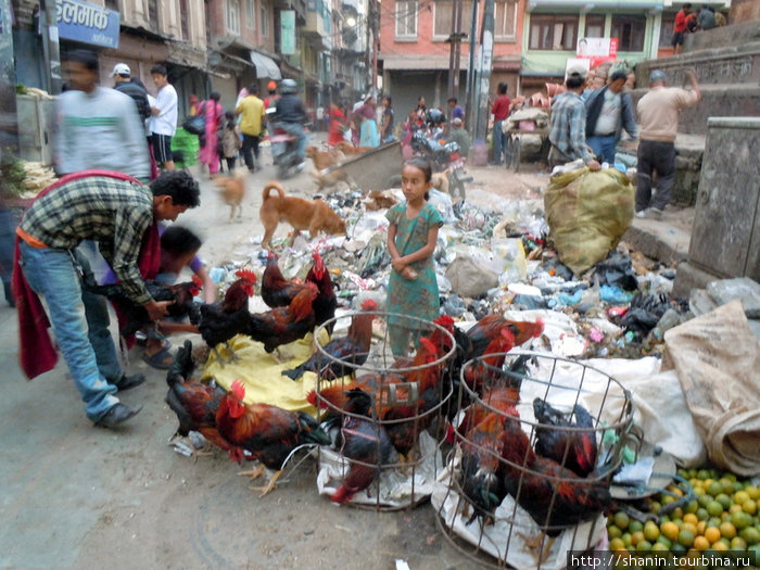 Куры на продажу — живые Непал