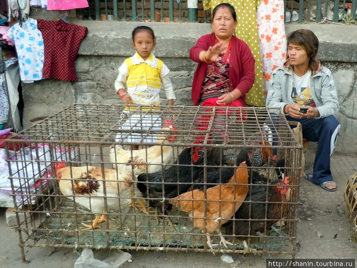 Живые куры на продажу Непал