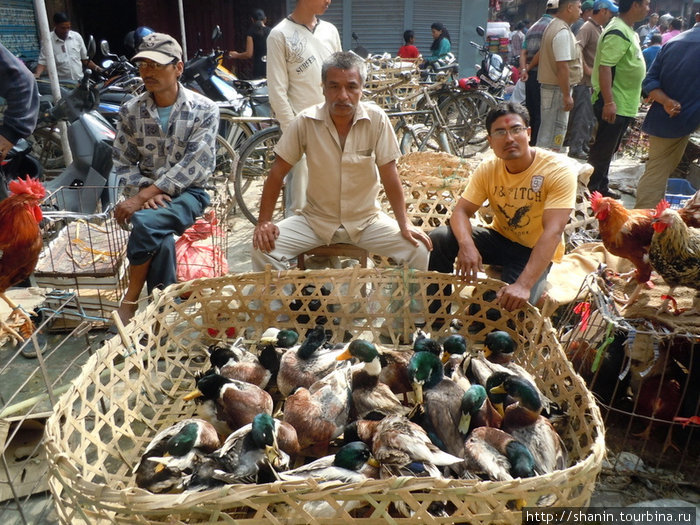Живые утка на продажу Непал