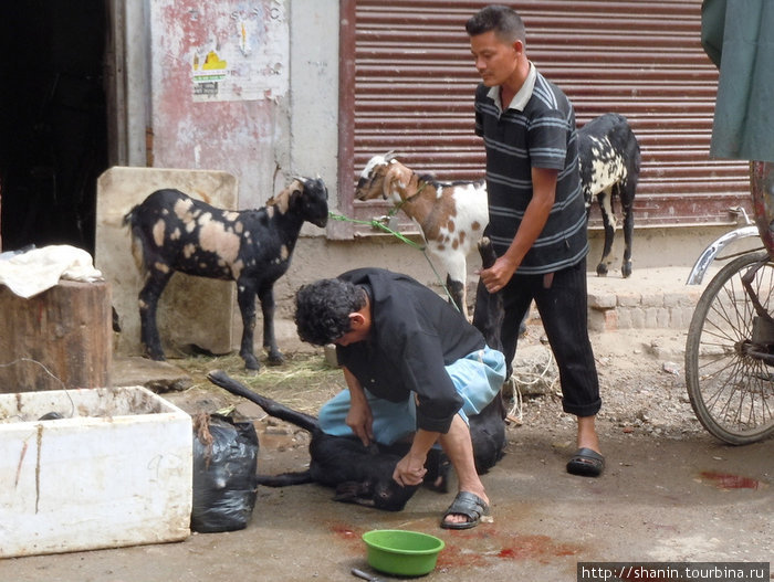 Даже режут баранов прямо на улице — на глазах у прохожих и потенциальных покупателей мяса Непал