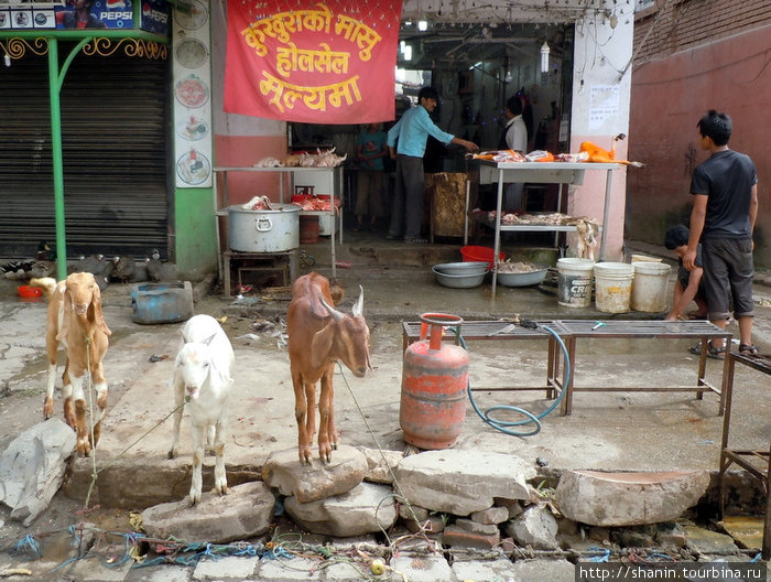 Холодильников нет. Баранов держат живыми на привязи у мясной лавки Непал