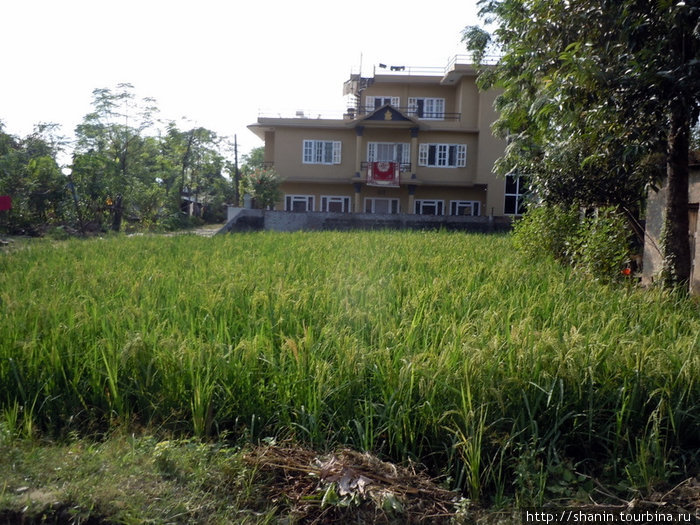 Рисовое поле Зона Нараяни, Непал