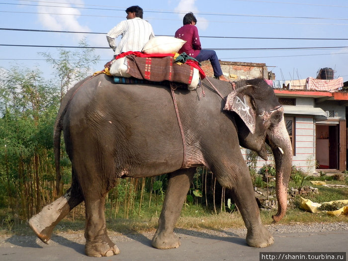 Верхом на слоне Зона Нараяни, Непал