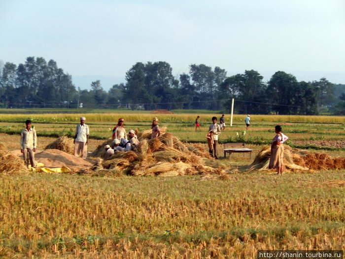 Уборка урожая на рисовом поле Зона Нараяни, Непал