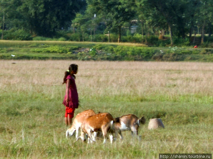 Пастушка Зона Нараяни, Непал