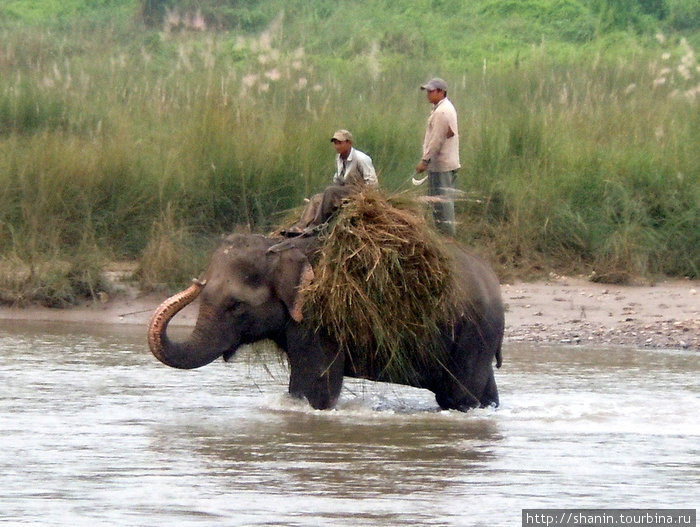 Слон идет вброд Зона Нараяни, Непал