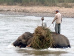 Слон в реке Рапти