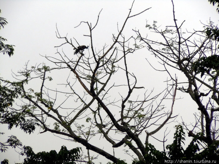 Птицы на ветвях дерева Зона Нараяни, Непал