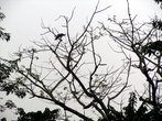 Птицы на ветвях дерева
