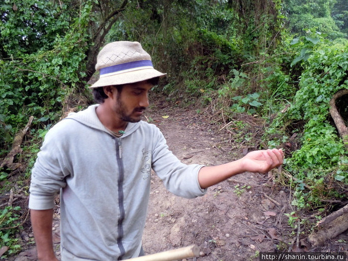 Турист с опаской прикасается к экзотической растительности Зона Нараяни, Непал