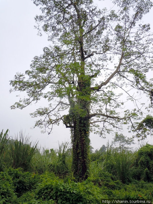Огромнное дерево Зона Нараяни, Непал
