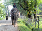 Прогулка на слоне