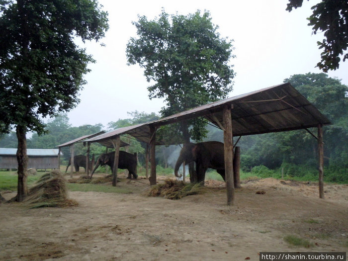 Слоновий питомник Зона Нараяни, Непал