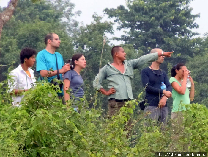 Туристы увидели носорогов Зона Нараяни, Непал