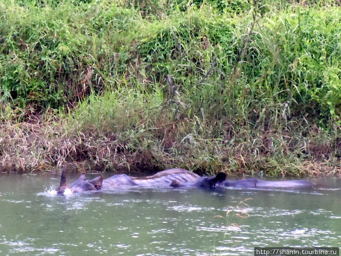 Мамаша и ребенок — два носорога в реке