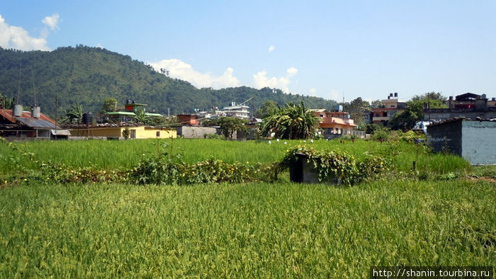 Рисовое поле в Покхаре, на берегу озера Фева Покхара, Непал