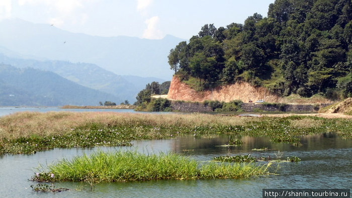 Трава в озере Покхара, Непал