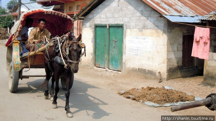 Основной вид транспорта в Саурахе — гужевой Зона Нараяни, Непал