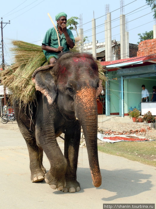 На слоне по центральной улице Саурахи Зона Нараяни, Непал