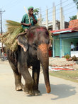 На слоне по центральной улице Саурахи