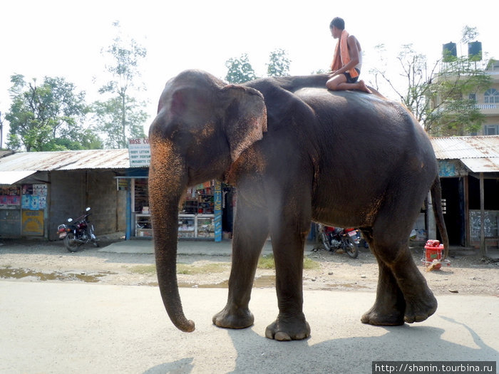 Слон на улице Зона Нараяни, Непал