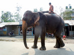 Слон на улице