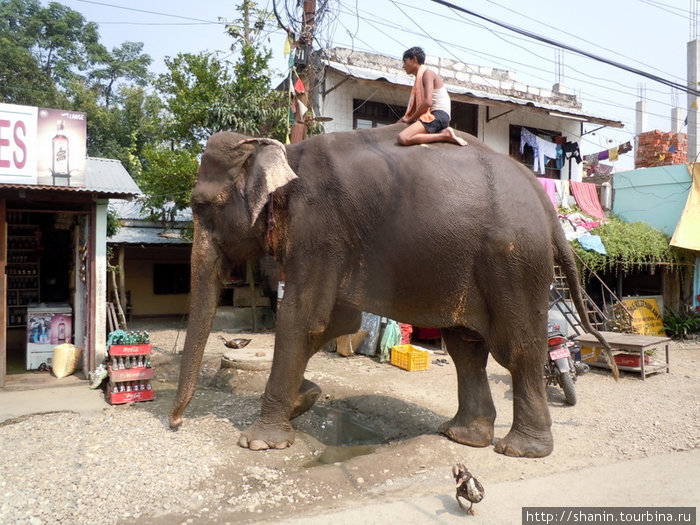 Слон Зона Нараяни, Непал
