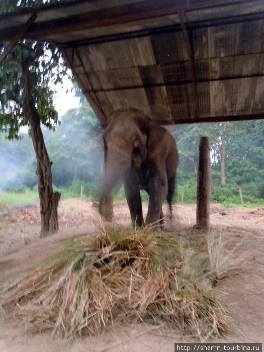 Слон в загоне Зона Нараяни, Непал
