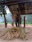 Слон в загоне
