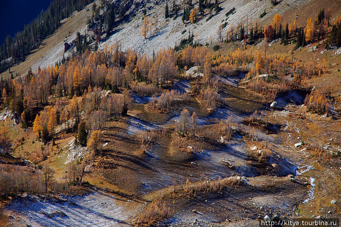 Золотые лиственницы в американских горах Ливенворт, CША