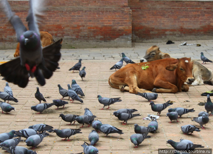 Голуби и коровы- смотрится красиво, но кто будет за ними чистить? Непал