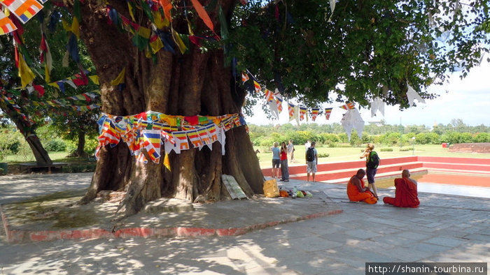 Под священным деревом Лумбини, Непал
